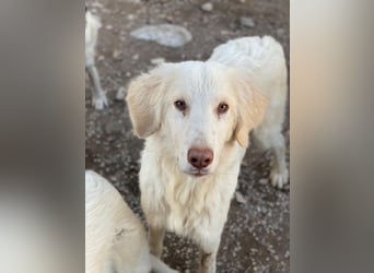 Batimo, geb. ca. 02/2025, lebt in GRIECHENLAND, im städt. Tierheim Serres