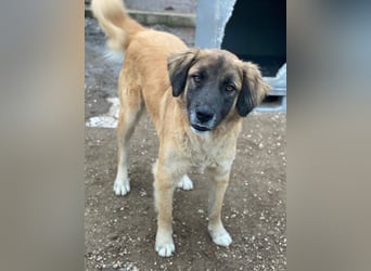 Lacasito, geb. ca. 01/2022, lebt in GRIECHENLAND, im städt. Tierheim Serres