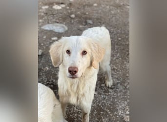 Batimo, geb. ca. 02/2025, lebt in GRIECHENLAND, im städt. Tierheim Serres