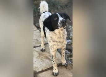 Silas, geb. ca. 10/2024, lebt in GRIECHENLAND, auf einem Gelände, auf dem die Hunde notdürftig vers