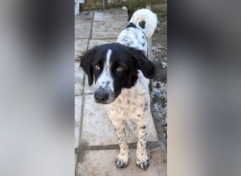 Silas, geb. ca. 10/2024, lebt in GRIECHENLAND, auf einem Gelände, auf dem die Hunde notdürftig vers