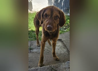 Keanu, geb. ca. 01/2022, lebt in GRIECHENLAND, auf einer privaten Pflegestelle