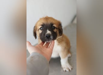 Scotch, geb. ca. 12/2025, lebt in GRIECHENLAND, im städt. Tierheim Serres