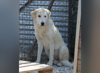 Navid, geb. ca. 04/2025, lebt in GRIECHENLAND, im städt. Tierheim Serres