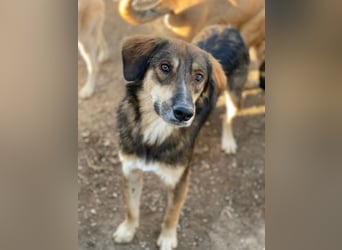 Rudolph, geb. ca. 05/2024, lebt in GRIECHENLAND, im städt. Tierheim Serres