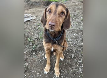 Keanu, geb. ca. 01/2022, lebt in GRIECHENLAND, auf einer privaten Pflegestelle