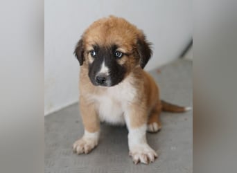 Scotch, geb. ca. 12/2025, lebt in GRIECHENLAND, im städt. Tierheim Serres