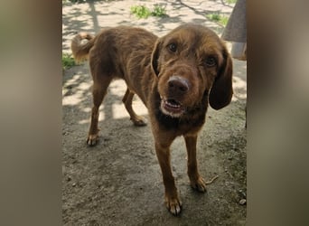 Keanu, geb. ca. 01/2022, lebt in GRIECHENLAND, auf einer privaten Pflegestelle