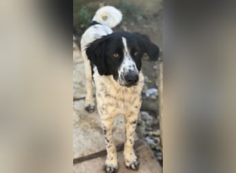 Silas, geb. ca. 10/2024, lebt in GRIECHENLAND, auf einem Gelände, auf dem die Hunde notdürftig vers