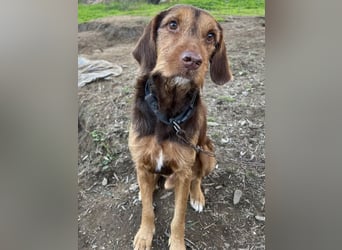 Keanu, geb. ca. 01/2022, lebt in GRIECHENLAND, auf einer privaten Pflegestelle