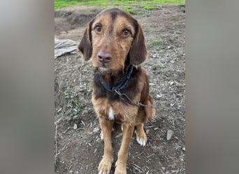 Keanu, geb. ca. 01/2022, lebt in GRIECHENLAND, auf einer privaten Pflegestelle