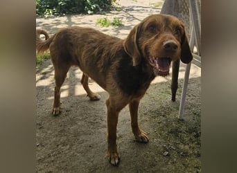 Keanu, geb. ca. 01/2022, lebt in GRIECHENLAND, auf einer privaten Pflegestelle