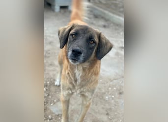 Lacasito, geb. ca. 01/2022, lebt in GRIECHENLAND, im städt. Tierheim Serres