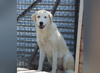 Navid, geb. ca. 04/2025, lebt in GRIECHENLAND, im städt. Tierheim Serres