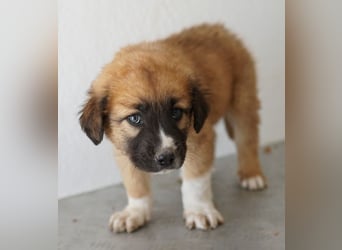 Scotch, geb. ca. 12/2025, lebt in GRIECHENLAND, im städt. Tierheim Serres