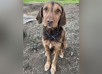 Keanu, geb. ca. 01/2022, lebt in GRIECHENLAND, auf einer privaten Pflegestelle