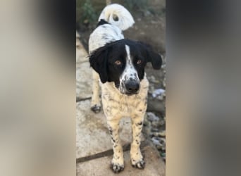 Silas, geb. ca. 10/2024, lebt in GRIECHENLAND, auf einem Gelände, auf dem die Hunde notdürftig vers