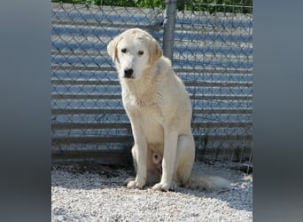 Navid, geb. ca. 04/2025, lebt in GRIECHENLAND, im städt. Tierheim Serres