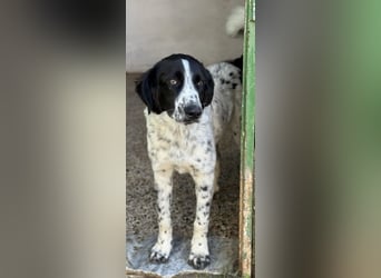 Silas, geb. ca. 10/2024, lebt in GRIECHENLAND, auf einem Gelände, auf dem die Hunde notdürftig vers