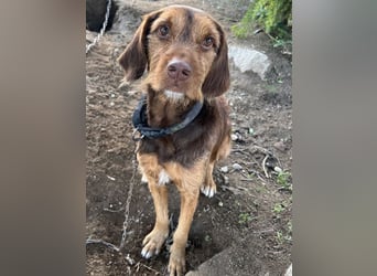 Keanu, geb. ca. 01/2022, lebt in GRIECHENLAND, auf einer privaten Pflegestelle