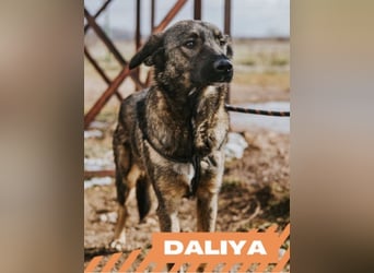 Daliya