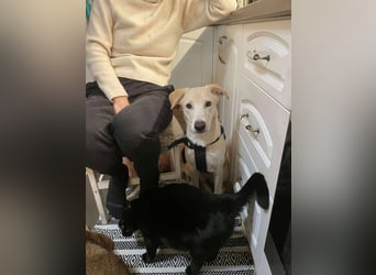 Emma sucht liebevolles zu Hause