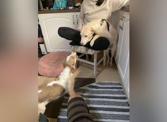 Emma sucht liebevolles zu Hause