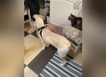 Emma sucht liebevolles zu Hause