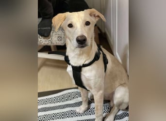 Emma sucht liebevolles zu Hause