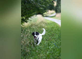 Thano sucht erfahrene Pflege- oder Endstelle