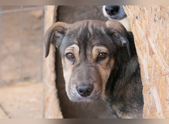 ZEUS - schüchterner Rüde sucht verlässliches Zuhause