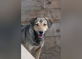 ZEUS - schüchterner Rüde sucht verlässliches Zuhause