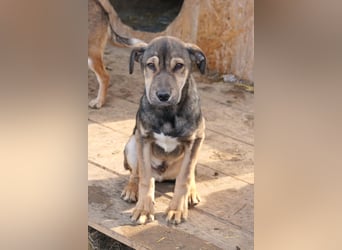 ZEUS - schüchterner Rüde sucht verlässliches Zuhause