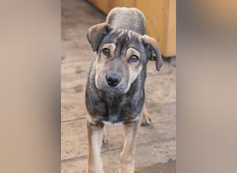 ZEUS - schüchterner Rüde sucht verlässliches Zuhause