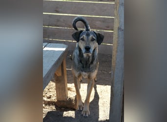 ZEUS - schüchterner Rüde sucht verlässliches Zuhause