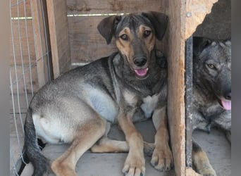 ZEUS - schüchterner Rüde sucht verlässliches Zuhause