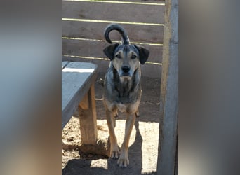 ZEUS - schüchterner Rüde sucht verlässliches Zuhause