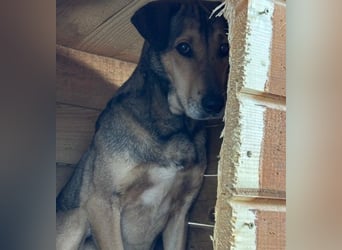 ZEUS - schüchterner Rüde sucht verlässliches Zuhause