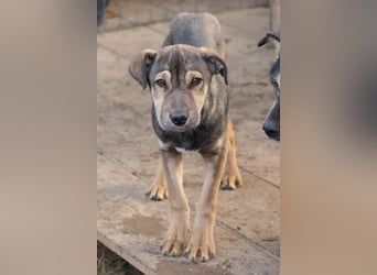 ZEUS - schüchterner Rüde sucht verlässliches Zuhause