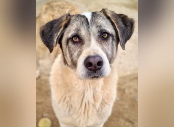 Wundervolle CELESTE-sanft, sozial, menschenbezogen, voller Liebe wartet sie auf ein schönes  Zuhause