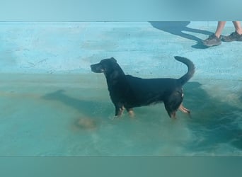 LUCA - Liebe, Vertrauen und … Wasser braucht Luca, um glücklich im liebevollen Zuhause zu werden.