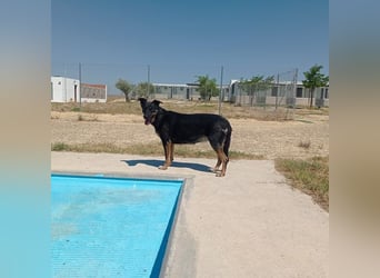 LUCA - Liebe, Vertrauen und … Wasser braucht Luca, um glücklich im liebevollen Zuhause zu werden.