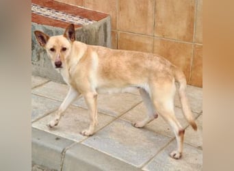 CALA-sehr angenehme, stille Hündin