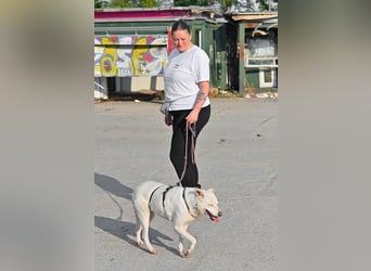 SNOW-WHITE - zart Seele hat ihr Herz geöffnet und ist bereit für ihre liebevolle Familie
