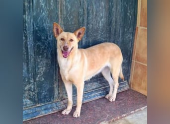 CALA-sehr angenehme, stille Hündin