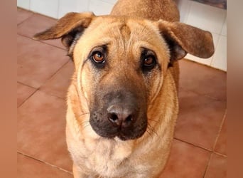 Zauberhafte GIGI-freundlich, höflich, ausgeglichen wartet auf ein schönes Zuhause