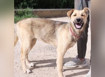 SAMIRA-zarte Schmusehündin sucht liebevolles Zuhause
