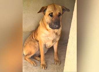 Zauberhafte GIGI-freundlich, höflich, ausgeglichen wartet auf ein schönes Zuhause