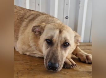 SASHA - unendlich liebes Hundemädchen wartet sehnsüchtig auf liebevolles Für-immer-Zuhause