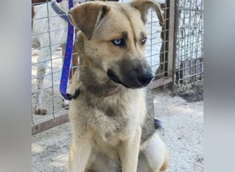SAMIRA-zarte Schmusehündin sucht liebevolles Zuhause